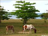 Ecumenical Chapel - VIEQUES